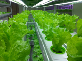 Hydroponic Vegetable Farm